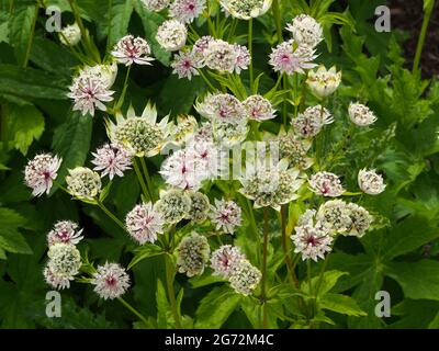 Im Juli wächst in einer der Grenzen bei RHS Bridgewater in Salford Manchester ein weißer Astratia-Major (Masterwort). Stockfoto