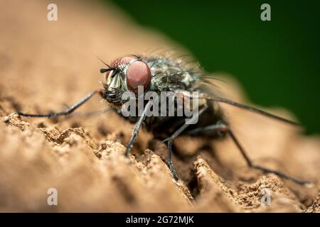 Eine Nahaufnahme einer Fliege mit großen roten Augen und einem haarigen schwarzen Körper. Stockfoto