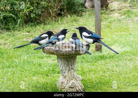 Ein Erwachsener und drei Jungelstern Pica pica sitzend in einem Gartenvogelbad und füttern getrocknete Mehlwürmer, die auf dem Wasser schwimmen Stockfoto