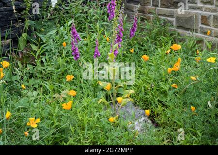 Ein Hausgarten mit einem Bereich, der für die Wiederwilderung und zur Förderung von Wildblumen, Bienen und Insekten, mit Füchshandschuhen, Mohnblumen und Wildblumenkernen, reserviert ist Stockfoto