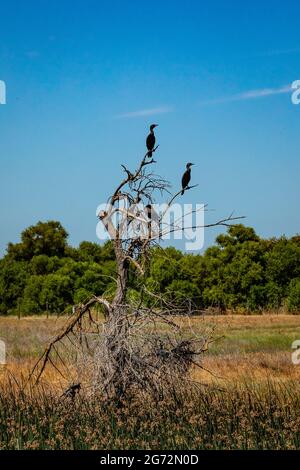 Drei zweifach ausgerustete Kormorane (Phalacrocorax auritus) brüten in einem toten Baum im Tule Elk-Gehege im San Luis National Wildlife Refuge in Califor Stockfoto