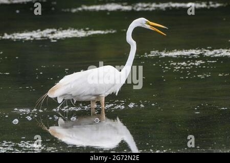 Silberreiher - Ardea alba oder Ardea alba egretta - Silberreiher - Silberreiher - Silberreiher - Silberreiher Stockfoto
