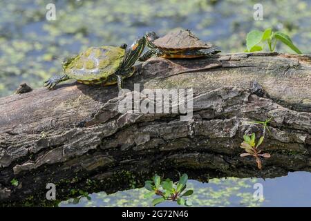 Rotohriger Slider - Trachemys scripta elegans - aka. Rotohrschildkröte, Rotohrschildkröte, Rotohrschildkröte, Schleiferschildkröte, Wasserschildkröte Stockfoto