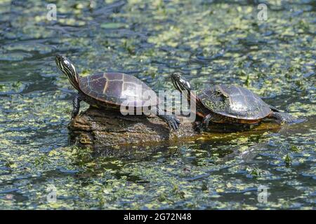 Rotohriger Slider - Trachemys scripta elegans - aka. Rotohrschildkröte, Rotohrschildkröte, Rotohrschildkröte, Schleiferschildkröte, Wasserschildkröte Stockfoto