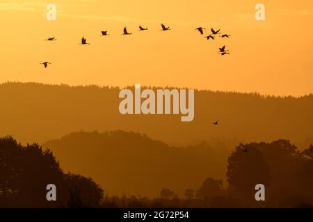 Fliegende Kraniche während des Sonnenaufgangs am Hornbugasjön während der Herbstmigration Stockfoto