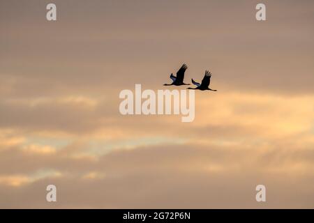 Fliegende Kraniche während des Sonnenaufgangs am Hornbugasjön während der Herbstmigration Stockfoto