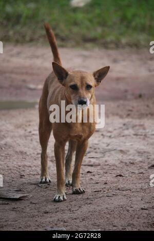 Ein brauner bangladeschischer Hund schaut auf die Kamera Stockfoto