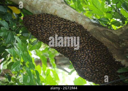 Ein großer Bienenstock auf einem Baumzweig Stockfoto
