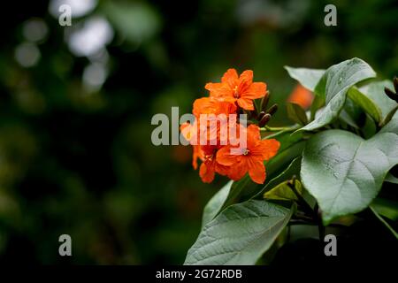 Cordia sebestena, allgemein bekannt als scharlachrote Cordia oder Orange Geiger Tree. Die orangefarbenen Blüten dieses Baumes auf einem Zweig mit selektivem Fokus. Stockfoto