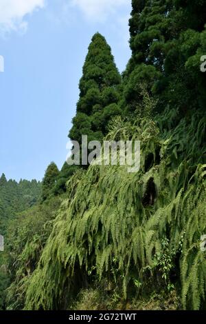 Berghang mit Himalaya-grünen Farnen bedeckt, werden oft Wedel genannt. Wedel bestehen in der Regel aus einer Blattklinge und einem Blattstiel. Stockfoto