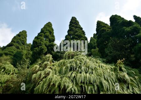 Berghang mit Himalaya-grünen Farnen bedeckt, werden oft Wedel genannt. Wedel bestehen in der Regel aus einer Blattklinge und einem Blattstiel. Stockfoto