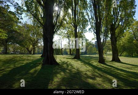 Friedliche Landschaft der hohen Bäume am Lake Meadows Park, Billericay, Großbritannien bei Sonnenlicht Stockfoto