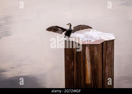 Duisburg, NRW, Deutschland. Juli 2021. Ein großer schwarzer Kormoran (Phalacrocorax carbo) scheint auf einer Metallplattform im Duisburger Binnenhafen Ballett zu tanzen. Der Vogel, der seine Beine und Flügel ausstreckt, was den Eindruck erweckt, dass er Ballettbewegungen übt, ist einer von mehreren Kormoranen, Reihern und anderen Wildtieren, die den ehemaligen Ruhrhafen, heute ein beliebter Freizeithafen und Wasserbecken mit vielen Restaurants und Cafés, zu ihrem Zuhause gemacht haben. Kredit: Imageplotter/Alamy Live Nachrichten Stockfoto