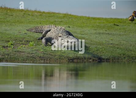 Marsh Krokodil (Crocodylus palustris), auch als das indische oder Räuber Krokodil Stockfoto