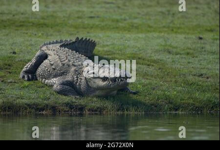 Marsh Krokodil (Crocodylus palustris), auch als das indische oder Räuber Krokodil Stockfoto