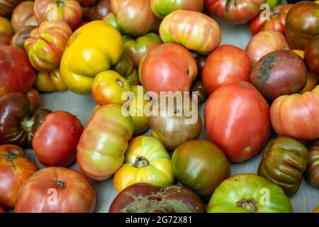 Eine große Auswahl an reifen, saftigen Heritage Tomaten / Erbstück Tomaten bereit für eine köstliche Mahlzeit! Stockfoto