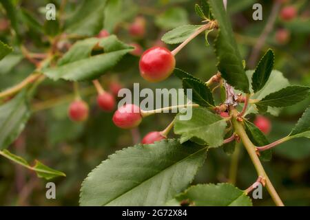 Wachsende, erröte Kirschbeeren. Nahaufnahme Stockfoto