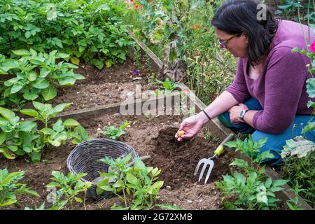 Frau, die Vivaldi-Kartoffeln erntet. Stockfoto