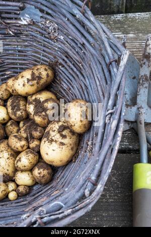 Ein Korbkorb mit frisch geernteten Vivaldi-Kartoffeln, an denen noch Erde festhält. Stockfoto