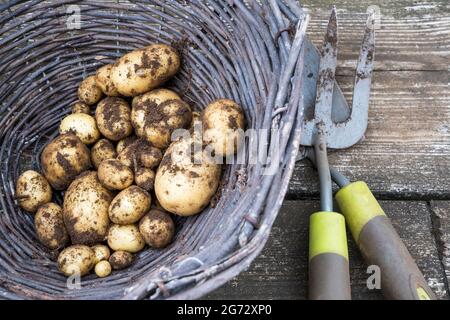 Ein Korbkorb mit frisch geernteten Vivaldi-Kartoffeln, an denen noch Erde festhält. Stockfoto