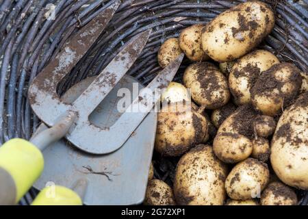 Ein Korbkorb mit frisch geernteten Vivaldi-Kartoffeln, an denen noch Erde festhält. Stockfoto