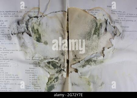 Schimmel, der aussieht wie ein Rorschach Tintenklemmtest in einem alten Buch. Stockfoto
