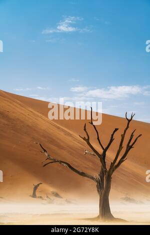 Abgestorbener Camelthorn-Baum vor hohen Sanddünen in Deadvlei, Namib-Naukluft National Park, Namibia. Stockfoto