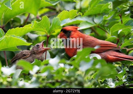 Nördlicher Kardinal (Cardinalis cardinalis), Erwachsener, männlich und Jungling Stockfoto