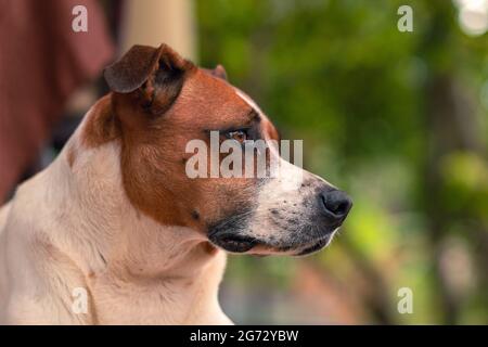 Profil eines nachdenklichen Jack Russell Terrier im unscharfen Hintergrund Stockfoto