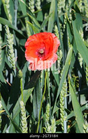 Nahaufnahme eines Mohns in einem Weizenfeld, Grafschaft Durham, England, Großbritannien. Stockfoto