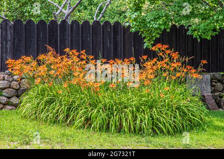 Ein Garten voller Orangenlilien in Wendell, Massachusetts Stockfoto