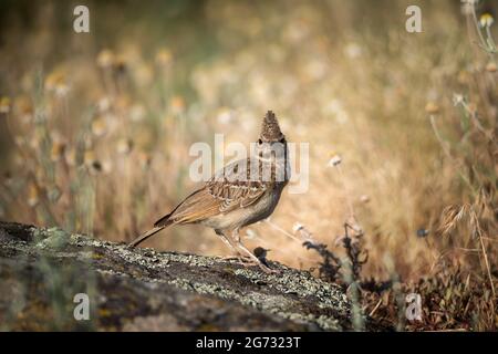 Die wunderschöne Crestlerche (Gallerida cristata) liegt auf Felsen auf dem Hintergrund der Graslandschaft Stockfoto