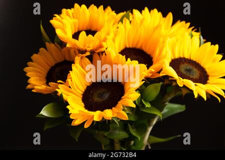 Blumenstrauß aus hellen Sonnenblumen auf schwarzem Hintergrund Stockfoto