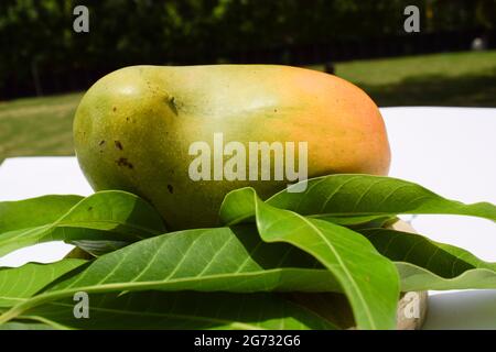 Köstliche Kesar Mango Sorte aus Teilen von Gujarat und maharastra. Gir Wald berühmte Arten von König der Früchte Mangos genannt Kesar keri Mango mit m Stockfoto