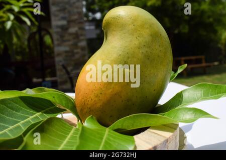 Köstliche Kesar Mango Sorte aus Teilen von Gujarat und maharastra. Gir Wald berühmte Arten von König der Früchte Mangos genannt Kesar keri Mango mit m Stockfoto