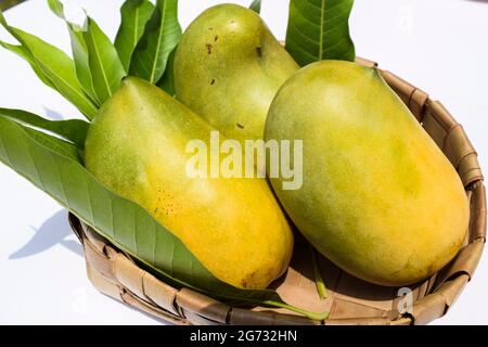 Köstliche Kesar Mango Sorte aus Teilen von Gujarat und maharastra. Gir Wald berühmte Arten von König der Früchte Mangos genannt Kesar keri Mango mit m Stockfoto