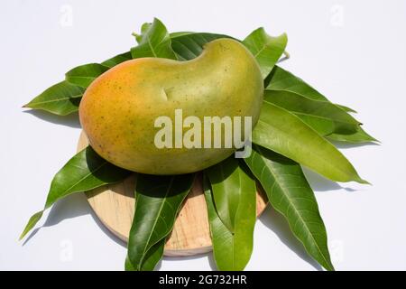 Köstliche Kesar Mango Sorte aus Teilen von Gujarat und maharastra. Gir Wald berühmte Arten von König der Früchte Mangos genannt Kesar keri Mango mit m Stockfoto