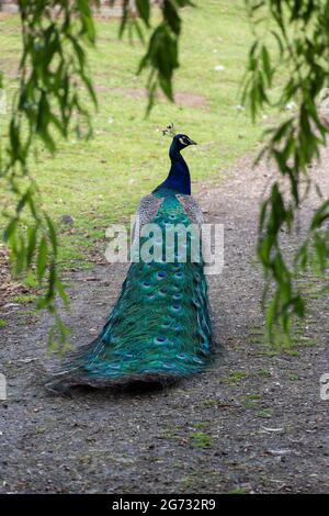 Ein Pfau von hinten mit seinem Gefieder abgeflacht Stockfoto