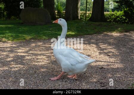 Eine einheimische weiße Gans mit einem orangefarbenen Bruch und orangefarbenen, gewebten Füßen, die draußen in einem Park auf Kies stehen Stockfoto