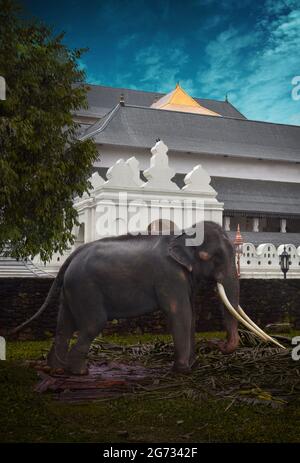 Ein Elefant bei Sri Daladamaligawa Kandy. Tempel der Heiligen Zahnreliquie; gemeinhin als der ශ්‍රී දළදා මාළිගාව bekannt, ist ein buddhistischer Tempel in Kandy, Sri Lanka. Es befindet sich im königlichen Palastkomplex des ehemaligen Königreichs Kandy, in dem sich die Reliquie des Zahnes des Buddha befindet. Sri Lanka. Stockfoto