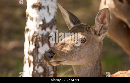Junge weibliche Rothirsche, Porträt, Nahaufnahme. Stockfoto