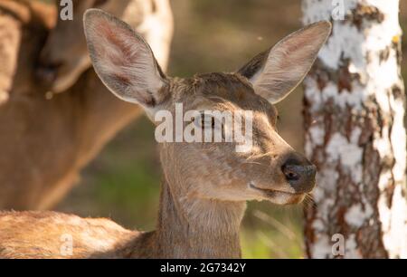 Junge weibliche Rothirsche, Porträt, Nahaufnahme. Stockfoto