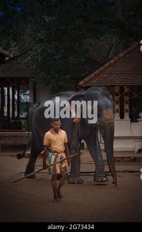 Ein Elefant bei Sri Daladamaligawa Kandy. Tempel der Heiligen Zahnreliquie; gemeinhin als der ශ්‍රී දළදා මාළිගාව bekannt, ist ein buddhistischer Tempel in Kandy, Sri Lanka. Es befindet sich im königlichen Palastkomplex des ehemaligen Königreichs Kandy, in dem sich die Reliquie des Zahnes des Buddha befindet. Sri Lanka. Stockfoto