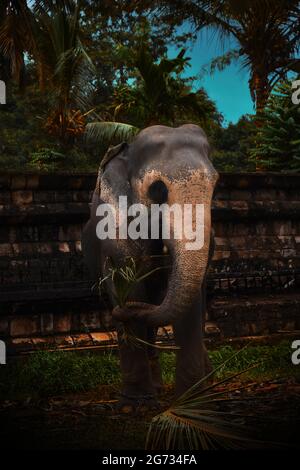 Ein Elefant bei Sri Daladamaligawa Kandy. Tempel der Heiligen Zahnreliquie; gemeinhin als der ශ්‍රී දළදා මාළිගාව bekannt, ist ein buddhistischer Tempel in Kandy, Sri Lanka. Es befindet sich im königlichen Palastkomplex des ehemaligen Königreichs Kandy, in dem sich die Reliquie des Zahnes des Buddha befindet. Sri Lanka. Stockfoto