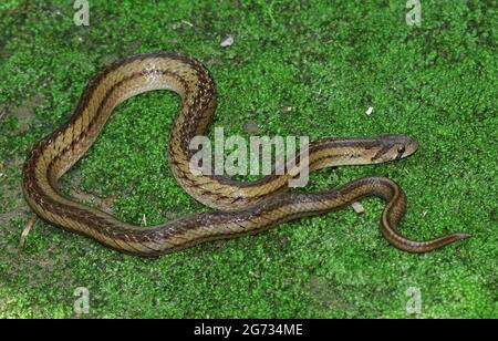 Cantors Kukri (Oligodon cycurus) auf dem Waldboden, Pose drei. Stockfoto