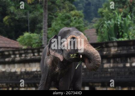 Ein Elefant bei Sri Daladamaligawa Kandy. Tempel der Heiligen Zahnreliquie; gemeinhin als der ශ්‍රී දළදා මාළිගාව bekannt, ist ein buddhistischer Tempel in Kandy, Sri Lanka. Es befindet sich im königlichen Palastkomplex des ehemaligen Königreichs Kandy, in dem sich die Reliquie des Zahnes des Buddha befindet. Sri Lanka. Stockfoto