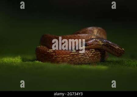 Eine gewöhnliche Wolfssnatter (Lycodon aulicus) wickelte sich im Nachmittagslicht auf. Stockfoto