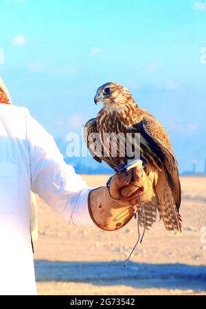 Arabian Falcon - KATAR Stockfoto