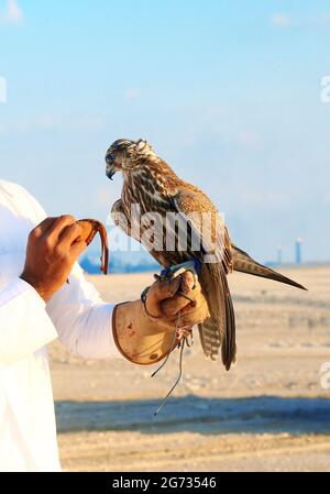 Arabian Falcon - KATAR Stockfoto