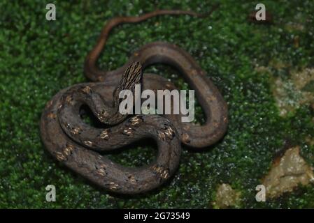 Mock Viper (Psammodynastes pulverulentus), der sich auf dem Waldboden zusammengerollt hat. Stockfoto